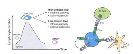 Figura 1.  La via di morte propriocida nei linfociti.  La stimolazione antigenica dei linfociti T in riposo porta alla loro attivazione e proliferazione.  Le cellule T attivate esprimono Fas ed il suo specifico ligando, FasL, che regola le cellule B e le APC che esprimono Fas.  Effetti simili possono essere mediati da altri recettori di morte.  Quando le cellule T incontrano di nuovo alti livelli di antigene, viene innescato la via estrinseca di morte cellulare (apoptosi attiva).  Dopo la fine della produzione di antigeni e citochine, diviene operativa l'apoptosi passiva attraverso la via intrinseca.  Le cellule T rimanenti costituiscono la popolazione della memoria.
