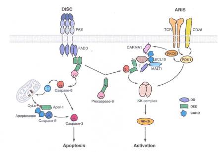 Figura 2.  Caspasi-8 è reclutata nella membrana plasmatica ed integra due diversi complessi di segnale, con due differenti conseguenze.  Come descritto nel testo, Fas stimola la formazione del DISC con il rilascio nel citosol di caspasi-8 modificata, altamente attiva, che porta alla morte della cellula.  Al contrario, la stimolazione del recettore per l'antigene stimola la formazione del signalosoma indotto dall'attivazione del recettore (ARIS).  In questo caso, la caspasi-8 attiva rimane non modificata e consente il reclutamento del complesso IkB chinasi (IKK) che promuove l'attivazione di NF-kB. 